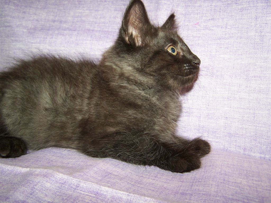 Gatti Norvegesi - cuccioli