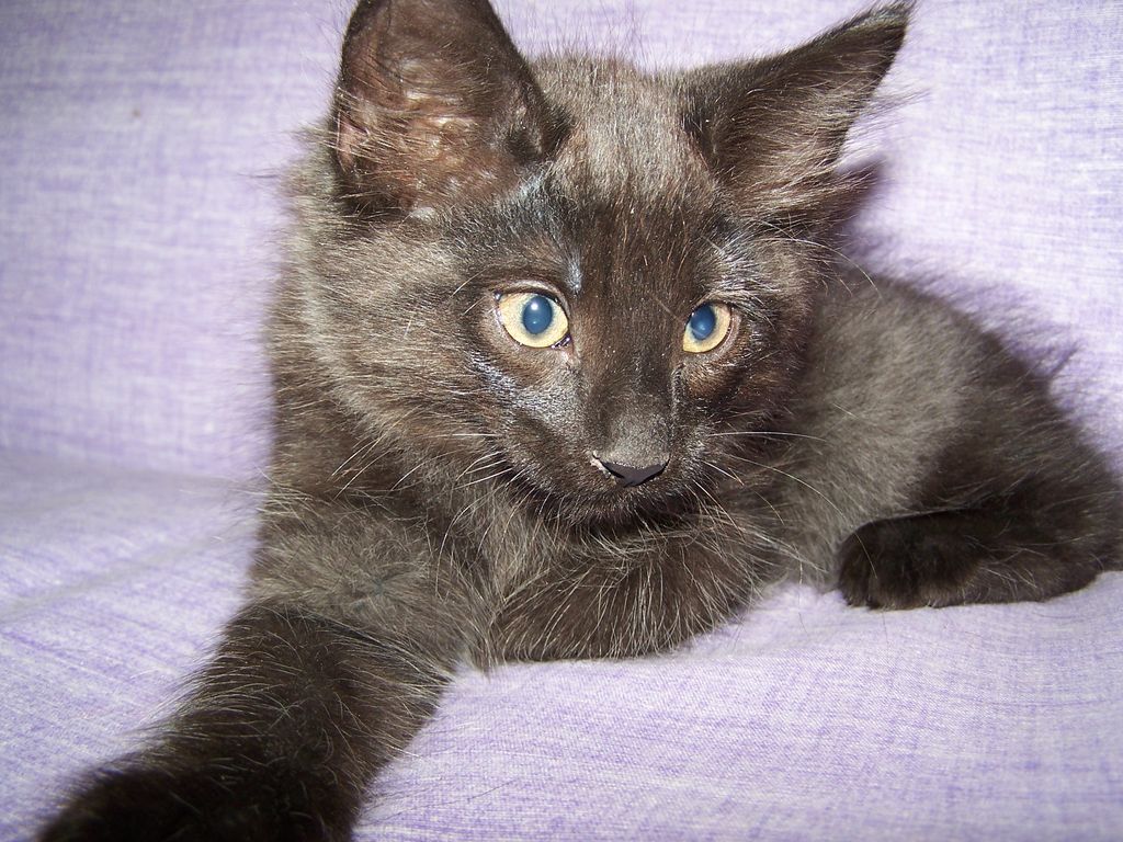 Gatti Norvegesi - cuccioli