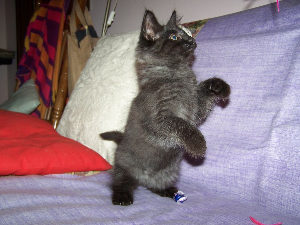 Gatti Norvegesi - cuccioli