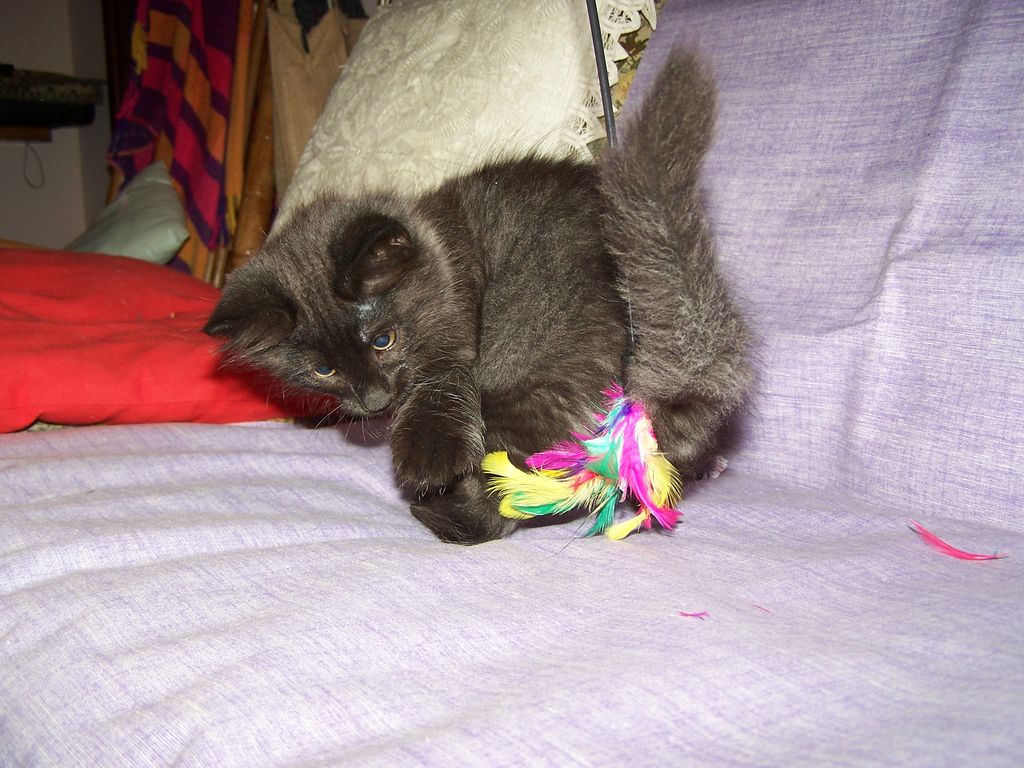 Gatti Norvegesi - cuccioli