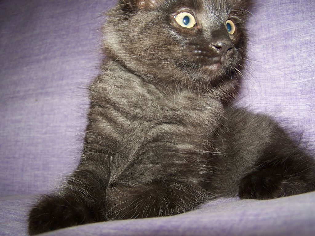 Gatti Norvegesi - cuccioli