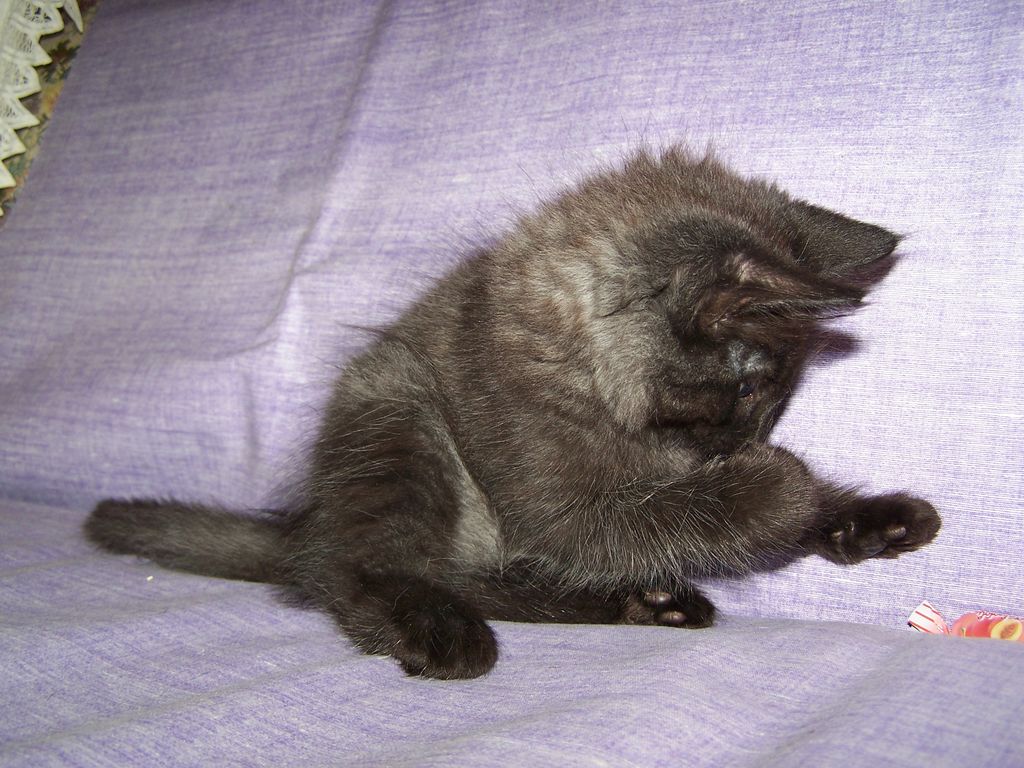 Gatti Norvegesi - cuccioli