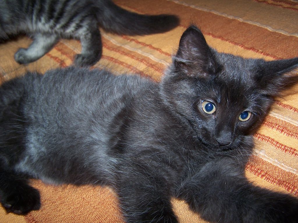 Gatti Norvegesi - cuccioli