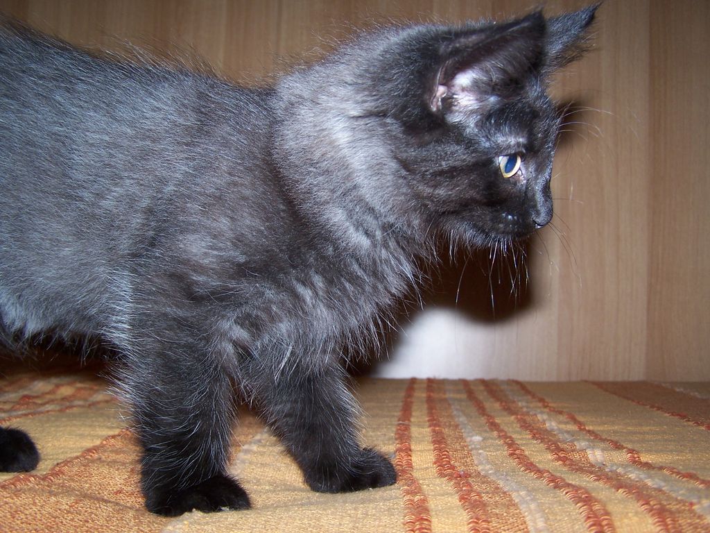 Gatti Norvegesi - cuccioli