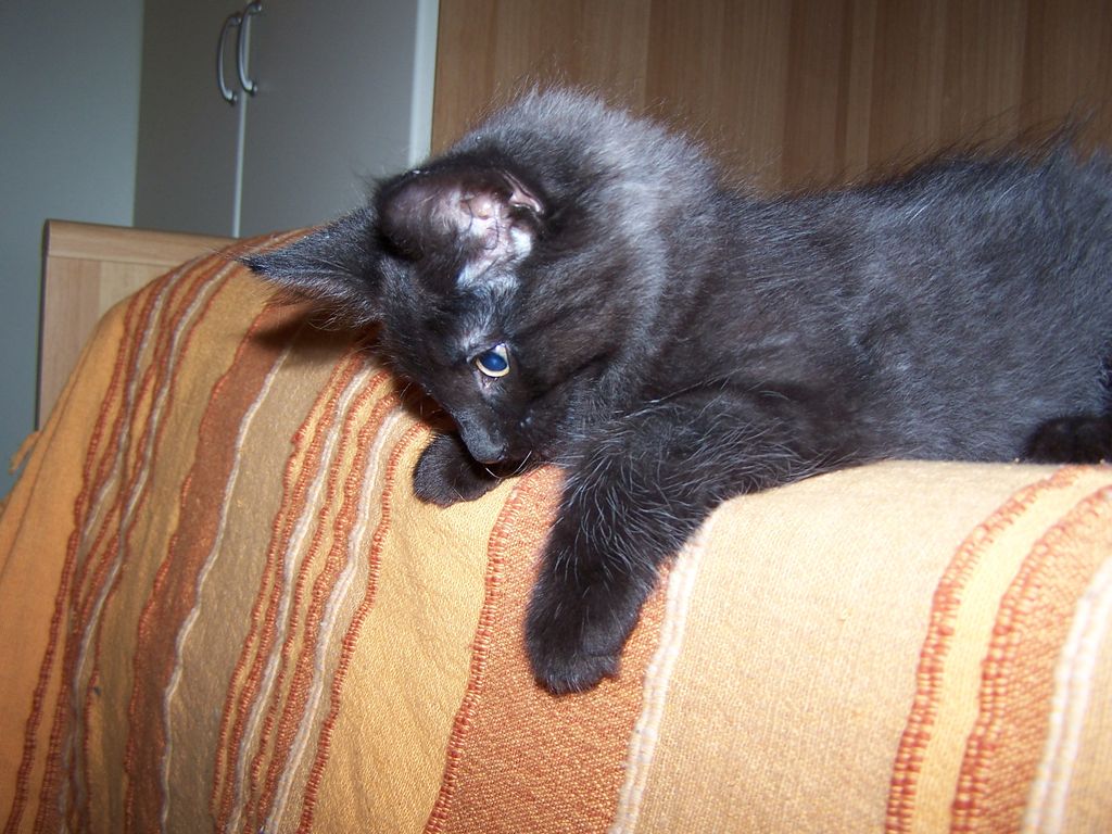 Gatti Norvegesi - cuccioli