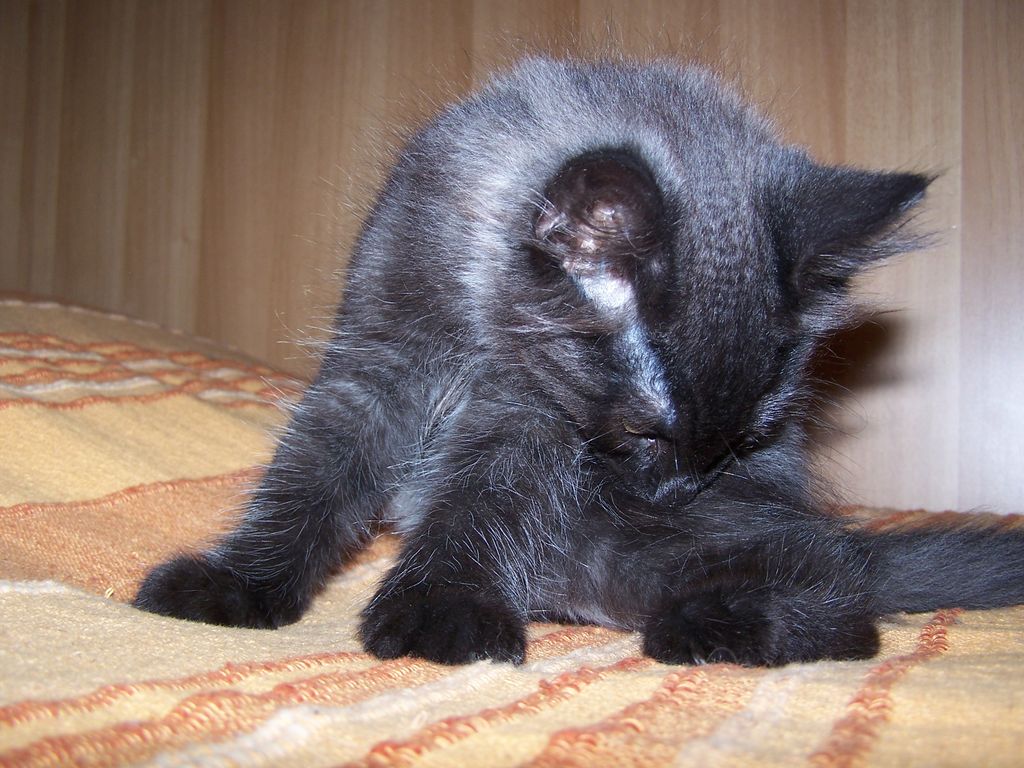 Gatti Norvegesi - cuccioli
