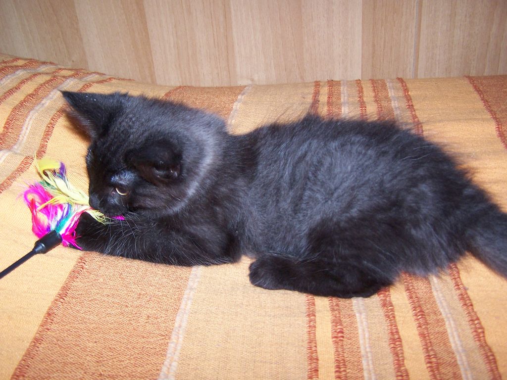 Gatti Norvegesi - cuccioli