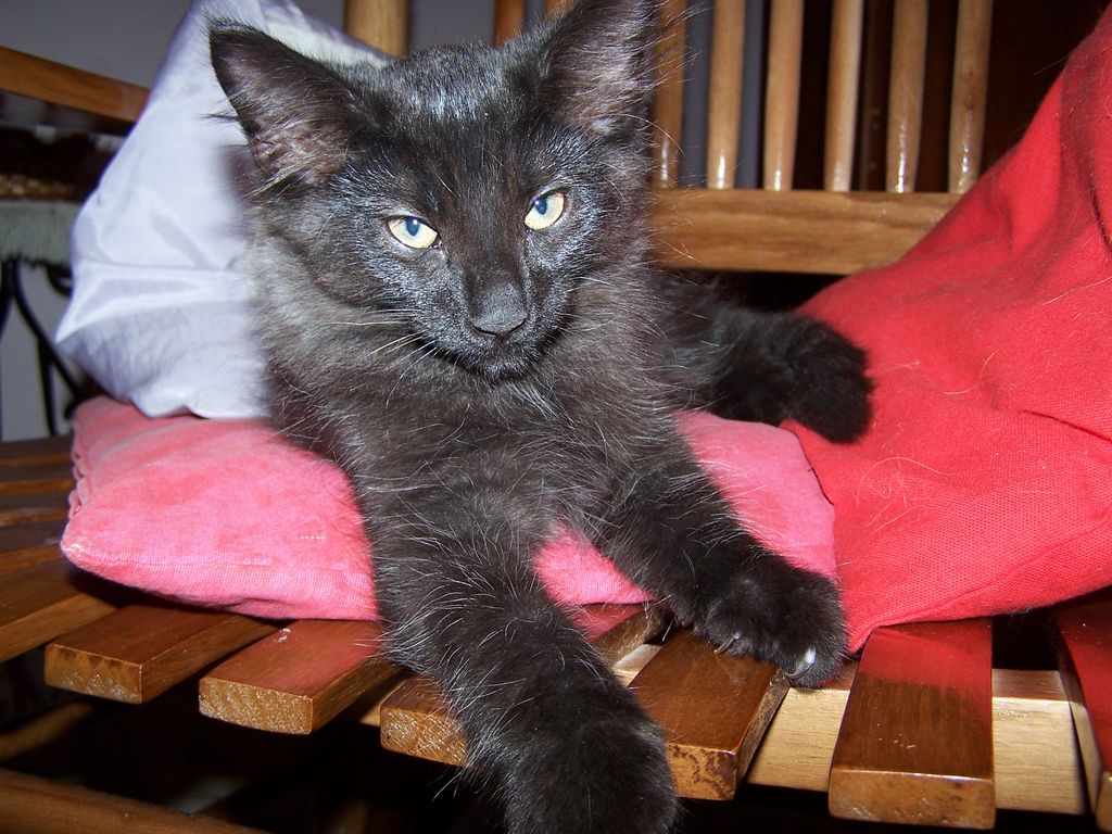 Gatti Norvegesi - cuccioli