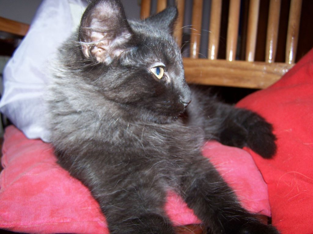Gatti Norvegesi - cuccioli