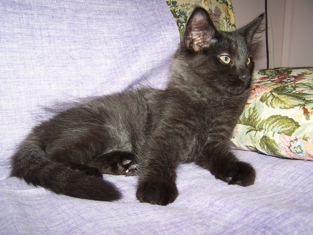 Gatti Norvegesi - cuccioli