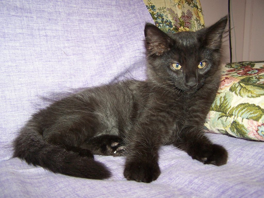 Gatti Norvegesi - cuccioli