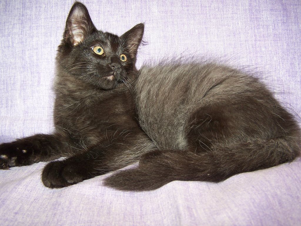 Gatti Norvegesi - cuccioli