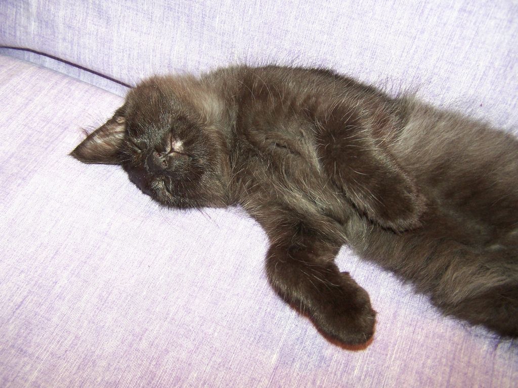 Gatti Norvegesi - cuccioli