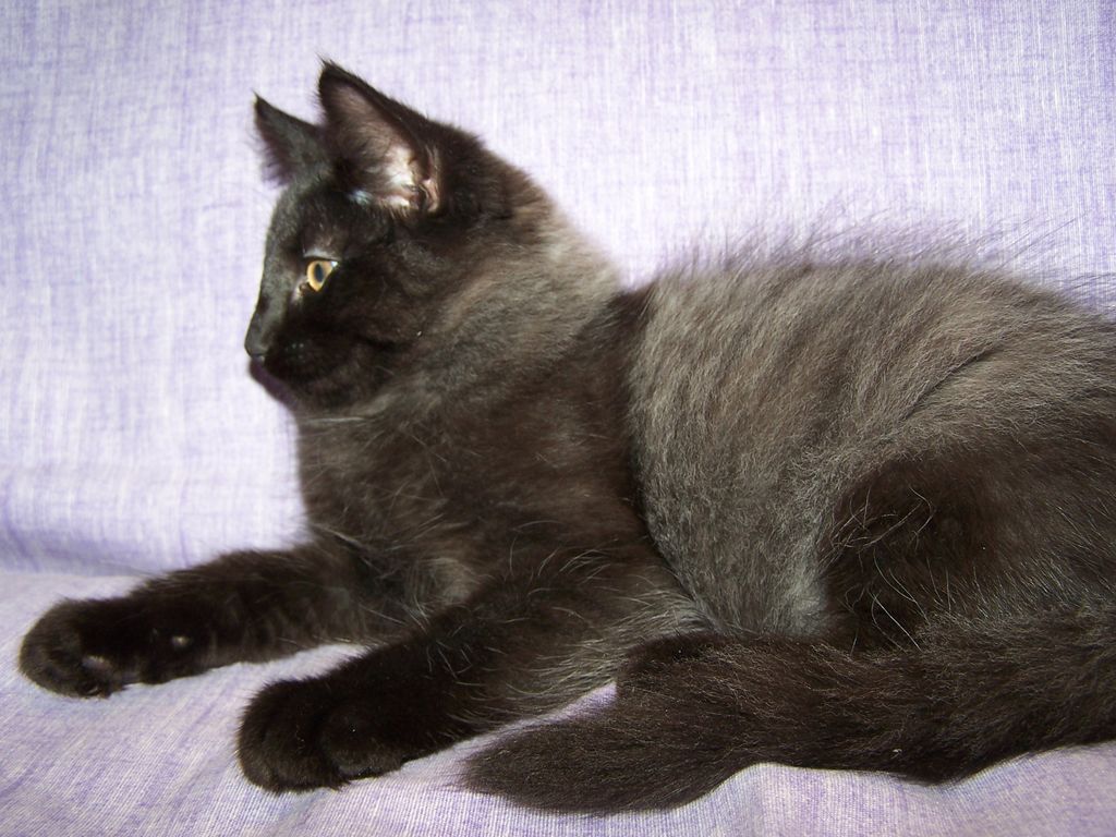 Gatti Norvegesi - cuccioli