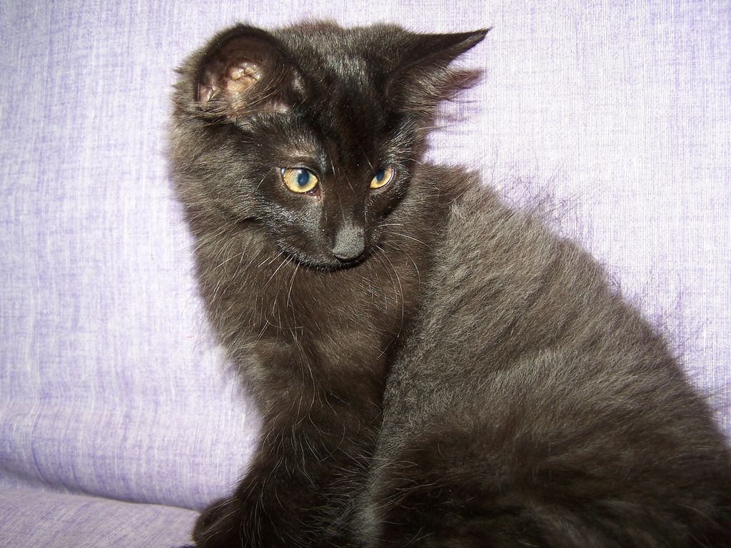 Gatti Norvegesi - cuccioli