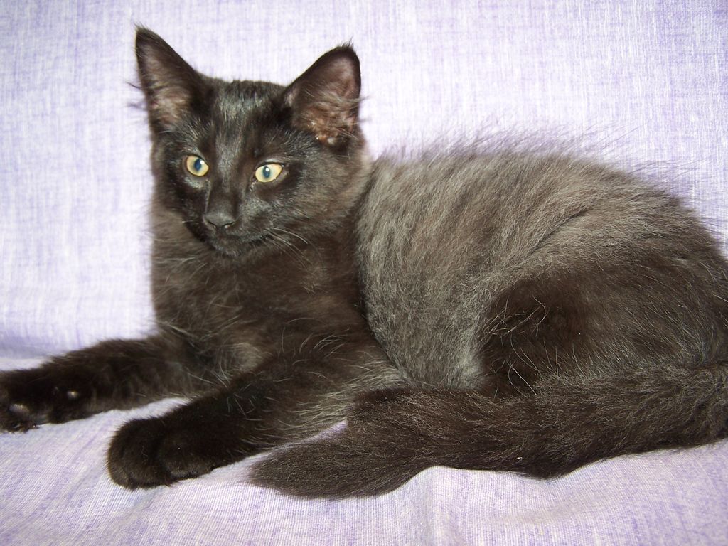 Gatti Norvegesi - cuccioli