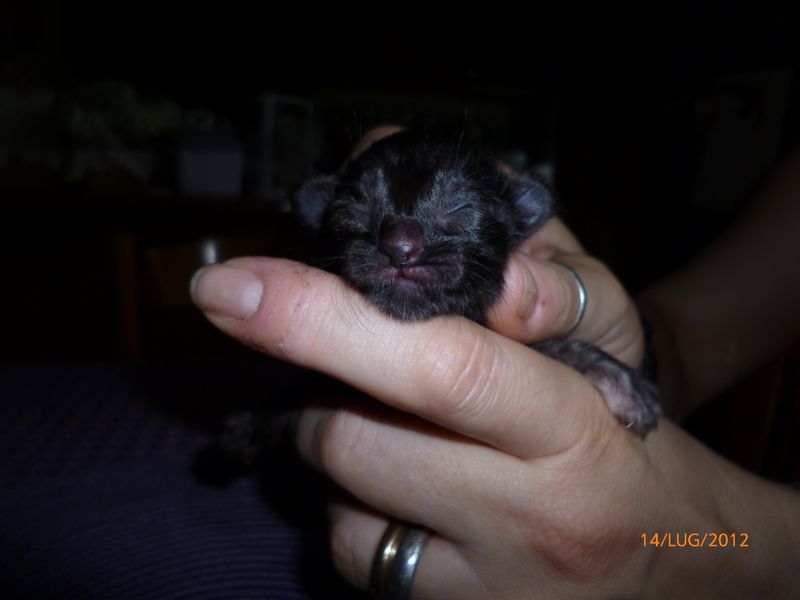 Gatti Norvegesi - cuccioli