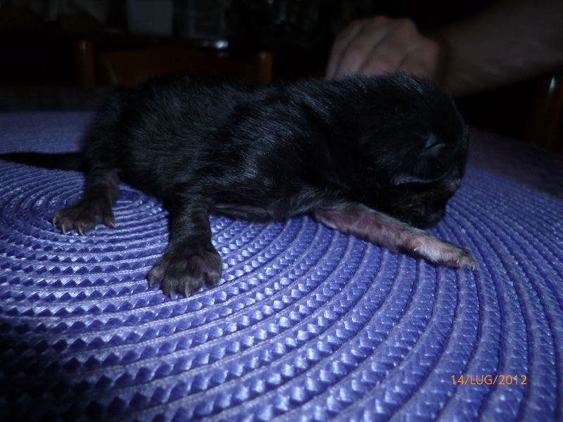 Gatti Norvegesi - cuccioli