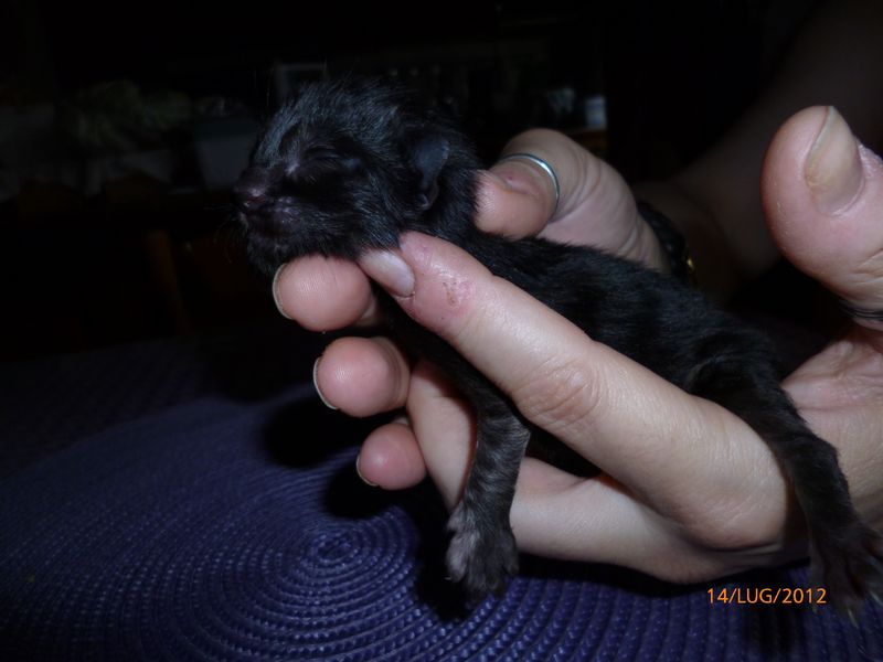 Gatti Norvegesi - cuccioli