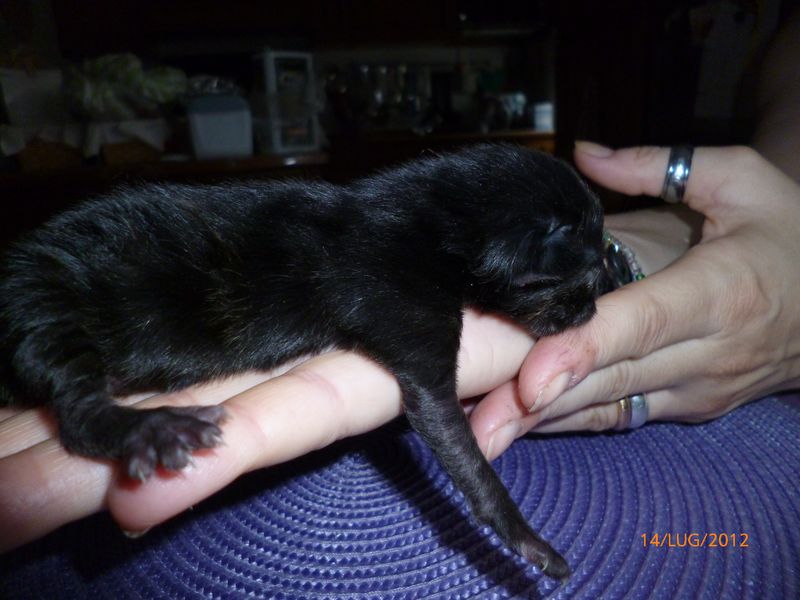 Gatti Norvegesi - cuccioli