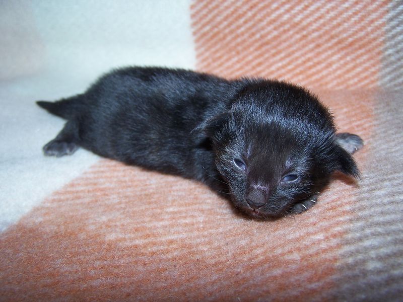 Gatti Norvegesi - cuccioli