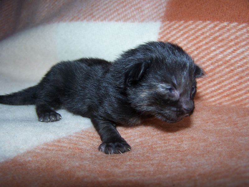 Gatti Norvegesi - cuccioli