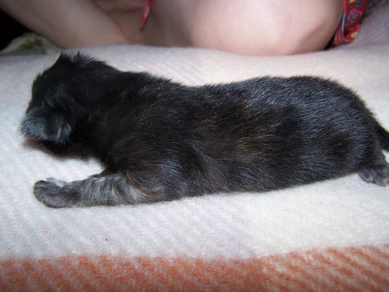 Gatti Norvegesi - cuccioli