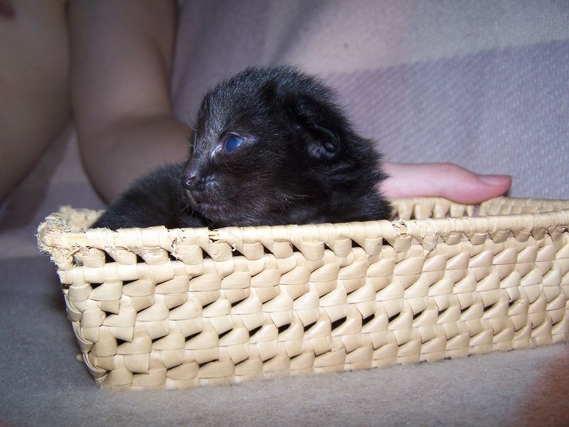 Gatti Norvegesi - cuccioli