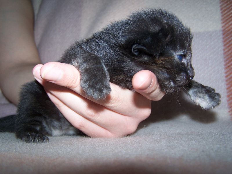 Gatti Norvegesi - cuccioli