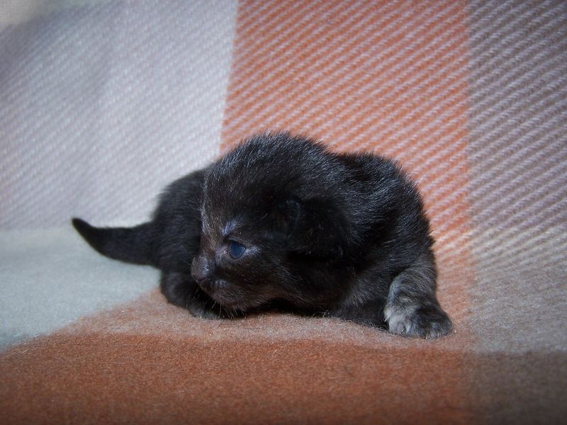 Gatti Norvegesi - cuccioli