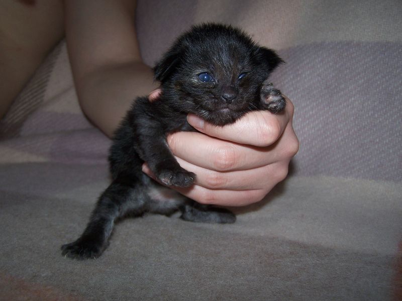 Gatti Norvegesi - cuccioli
