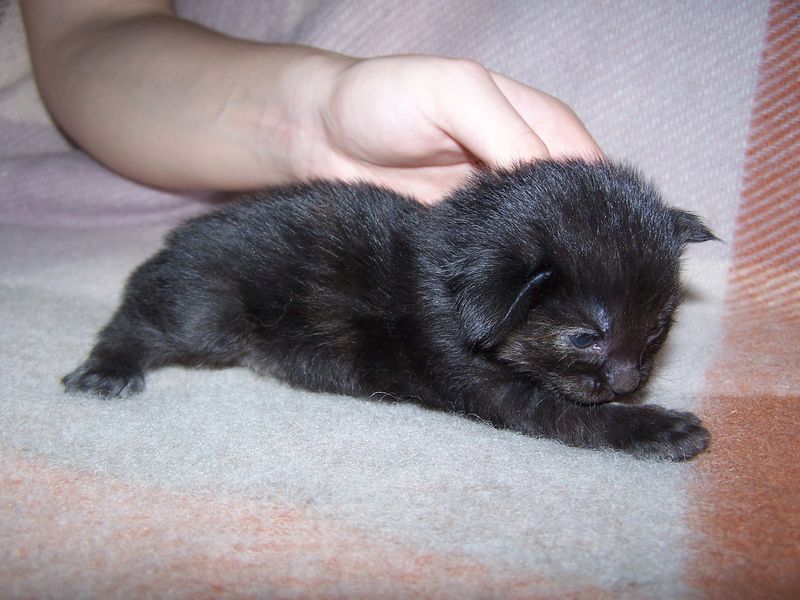 Gatti Norvegesi - cuccioli