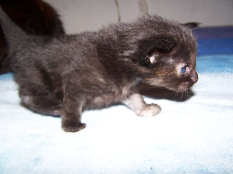Gatti Norvegesi - cuccioli