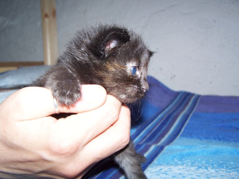 Gatti Norvegesi - cuccioli