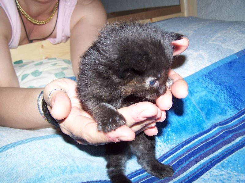 Gatti Norvegesi - cuccioli