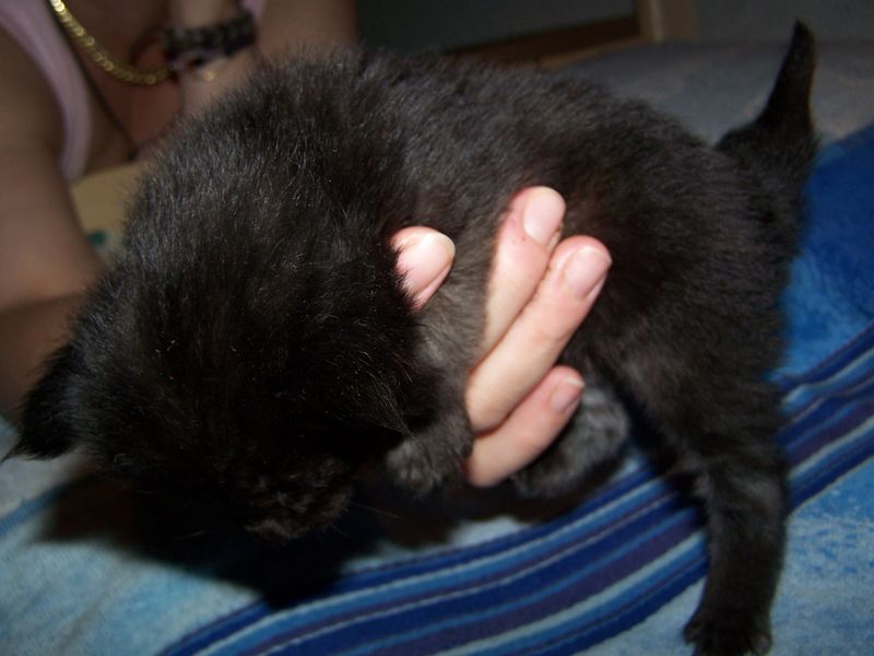 Gatti Norvegesi - cuccioli
