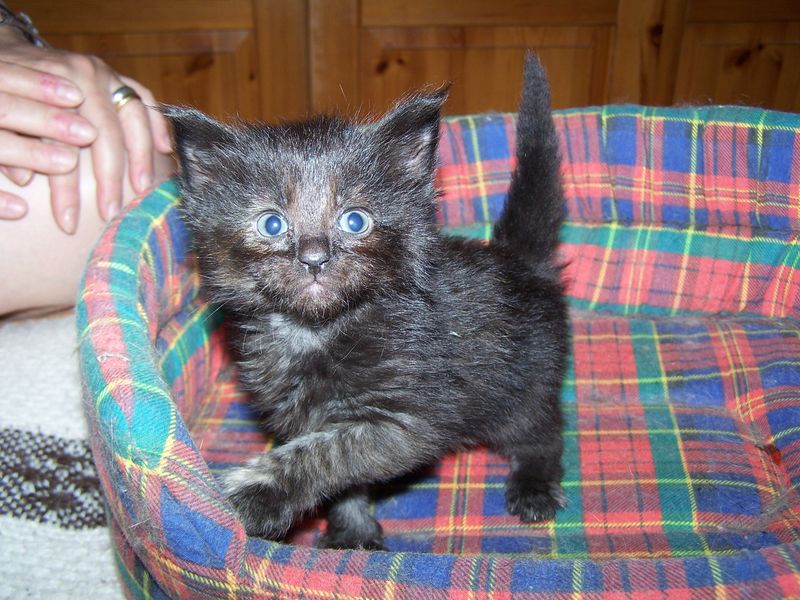 Gatti Norvegesi - cuccioli