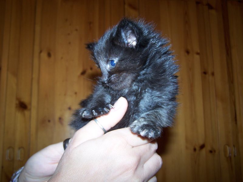 Gatti Norvegesi - cuccioli
