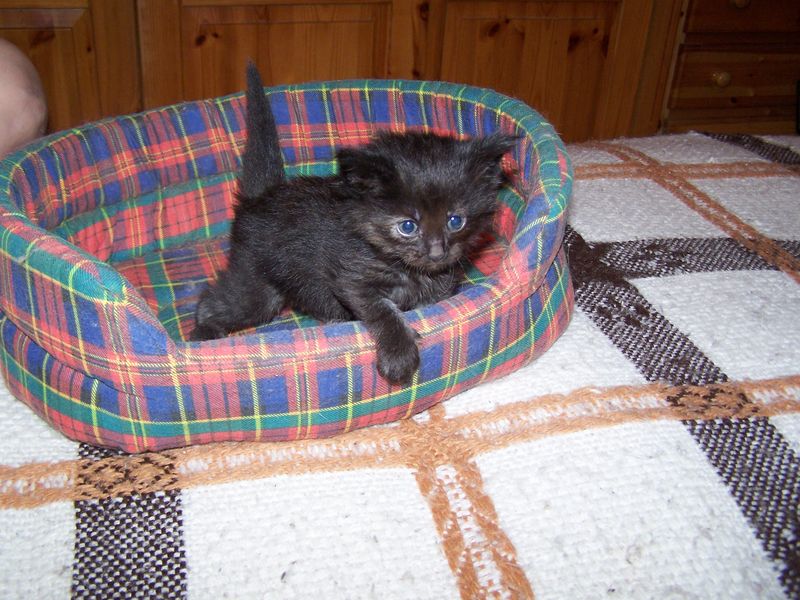 Gatti Norvegesi - cuccioli