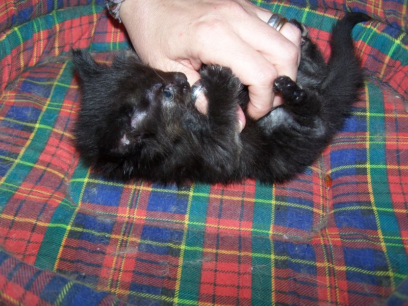 Gatti Norvegesi - cuccioli