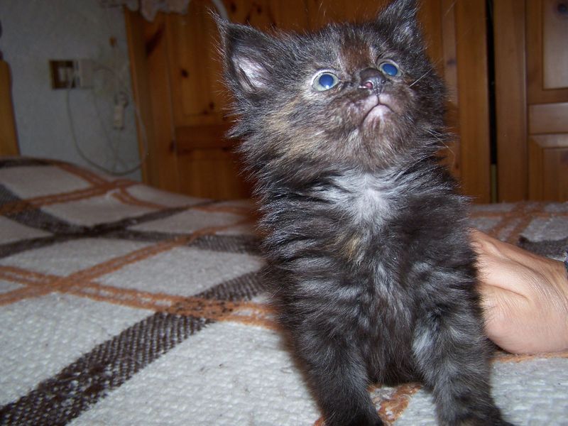 Gatti Norvegesi - cuccioli