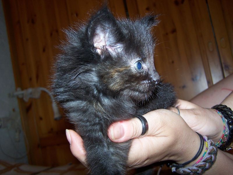 Gatti Norvegesi - cuccioli