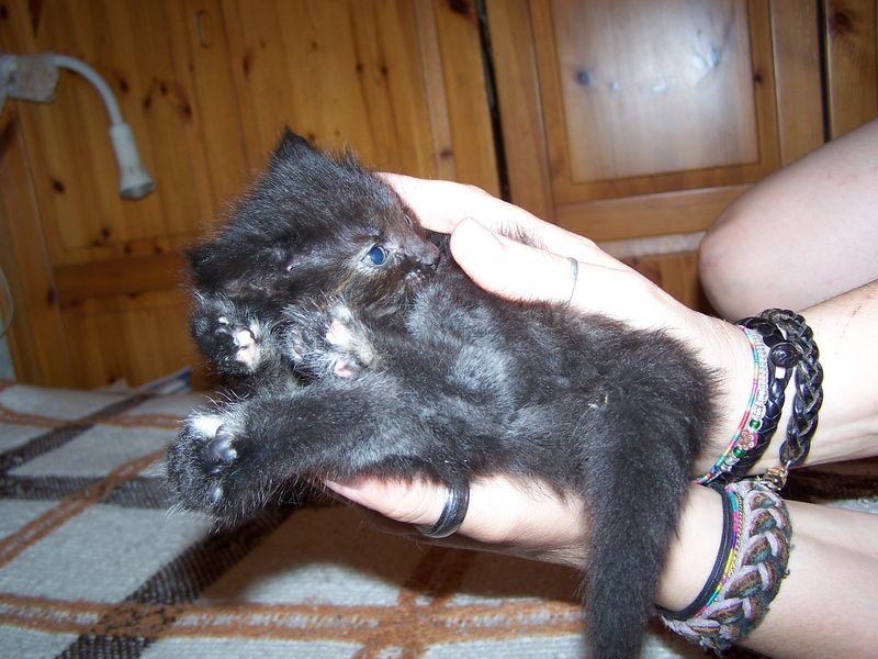Gatti Norvegesi - cuccioli
