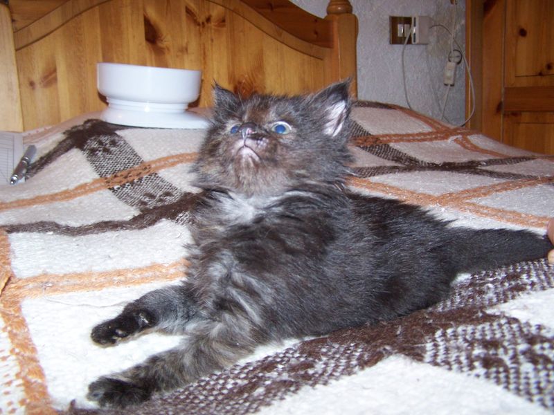 Gatti Norvegesi - cuccioli