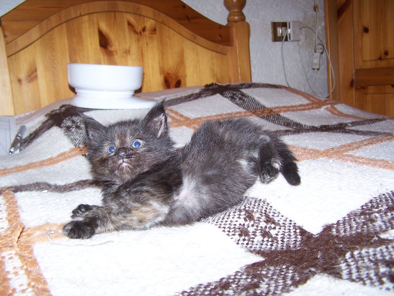 Gatti Norvegesi - cuccioli