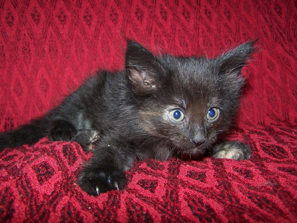 Gatti Norvegesi - cuccioli