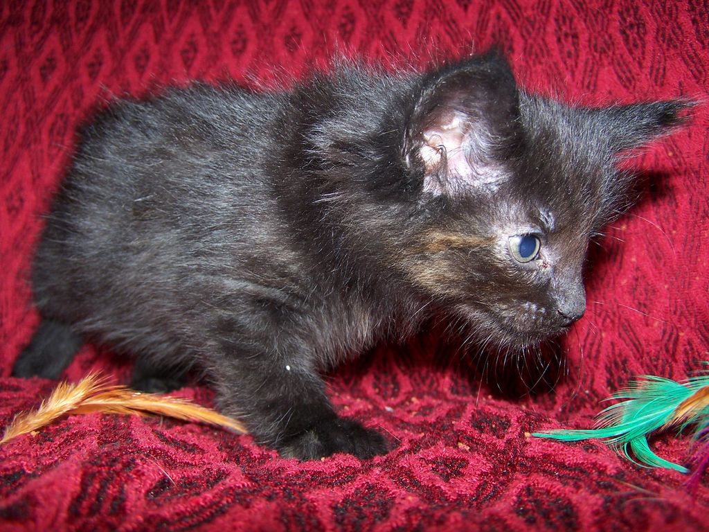 Gatti Norvegesi - cuccioli