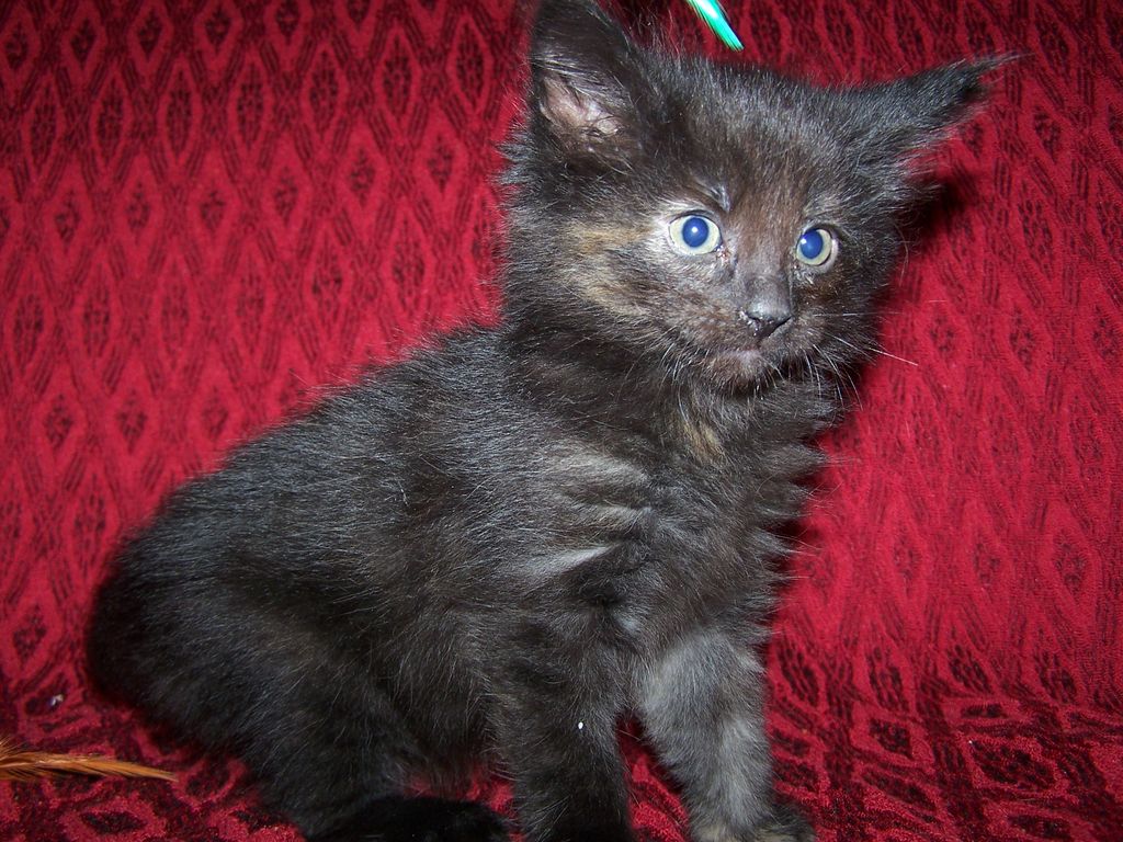 Gatti Norvegesi - cuccioli