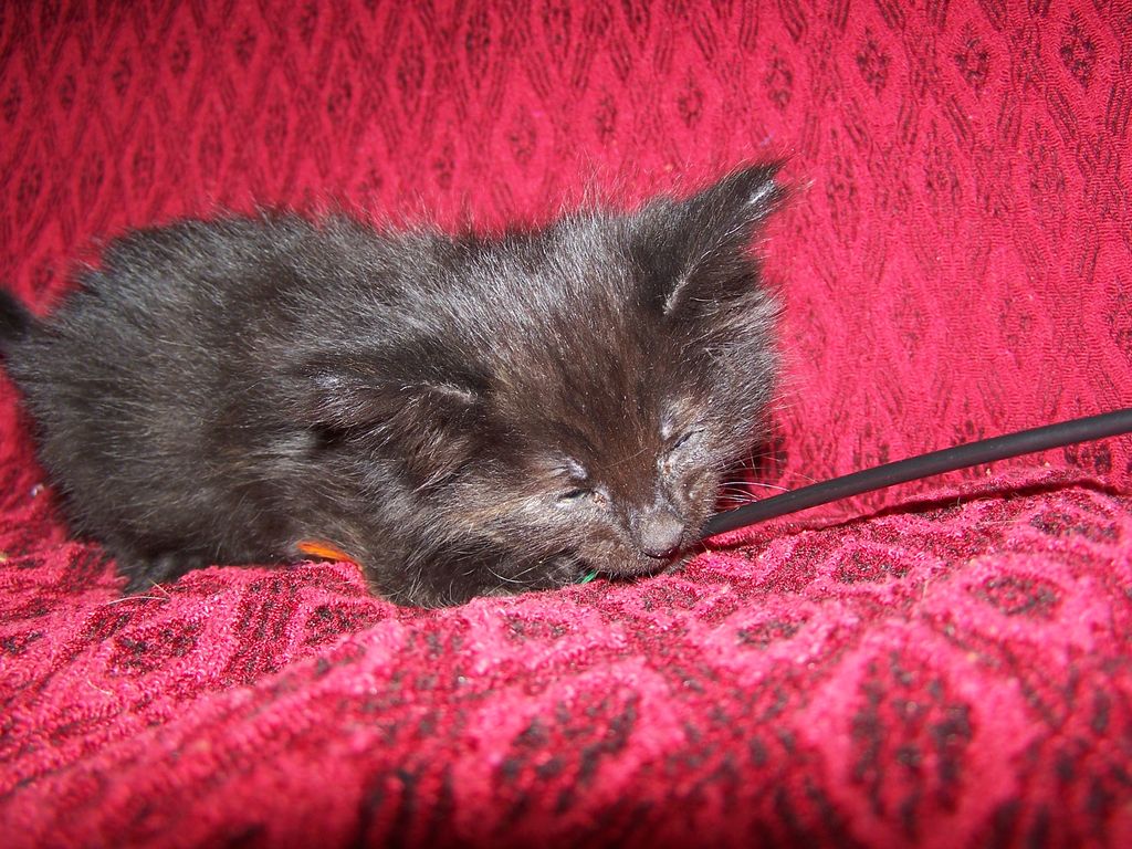 Gatti Norvegesi - cuccioli