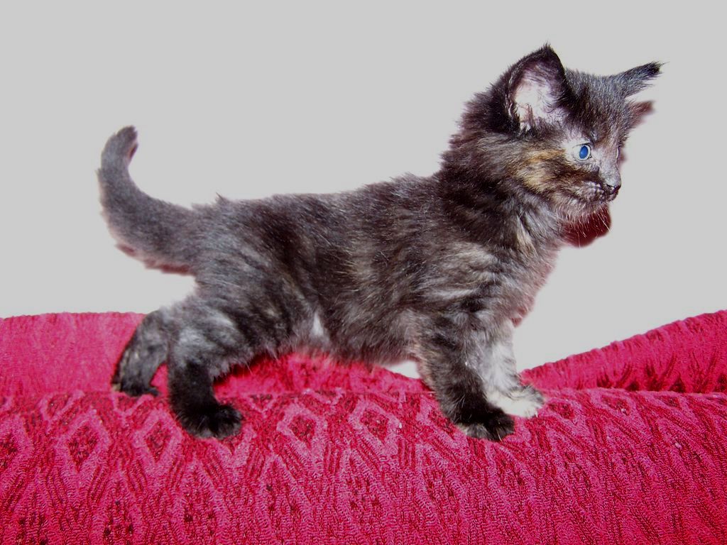Gatti Norvegesi - cuccioli